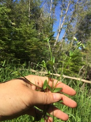 Cerastium semidecandrum