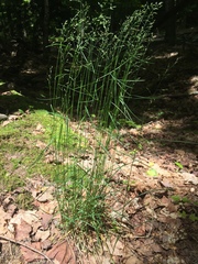 Poa nemoralis