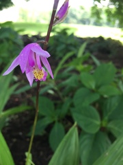 Bletilla