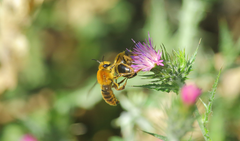 Cadeguala occidentalis