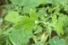 Nemophila parviflora