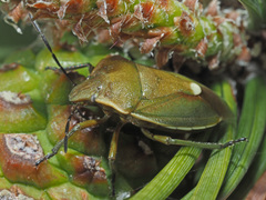 Chlorochroa pinicola