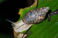 Amphibulimidae