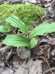 Cypripedium parviflorum