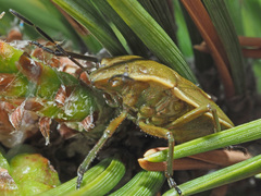 Chlorochroa pinicola