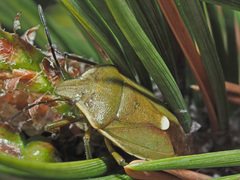 Chlorochroa pinicola