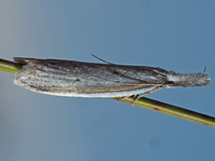 Pleurota