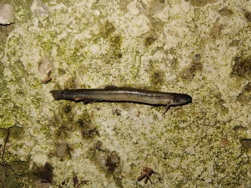 Siberian weatherfish (Misgurnus mohoity) — Cobitidae — 2