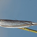 Pleurota marginella - Photo 由 Felix Riegel 所上傳的 (c) Felix Riegel，保留部份權利CC BY-NC
