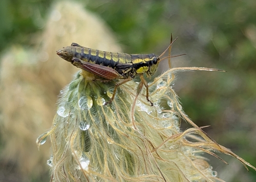 Cascade Timberline Grasshopper photo 5
