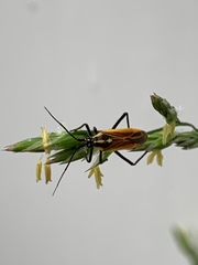 Leptopterna dolabrata