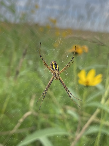 Banded Garden Spider