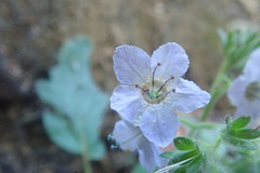 Phacelia bolanderi