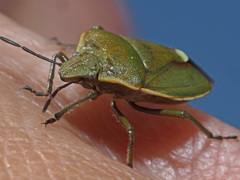 Chlorochroa pinicola