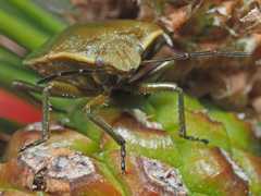 Chlorochroa pinicola