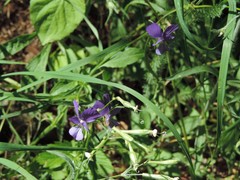 Viola etrusca