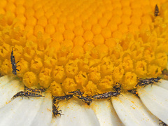 Suocerathrips linguis