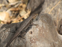 Sceloporus edbelli