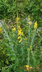 Genista tinctoria