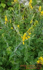 Genista tinctoria