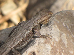 Sceloporus edbelli
