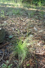 Deschampsia elongata