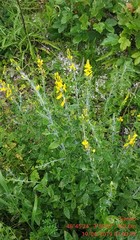 Genista tinctoria