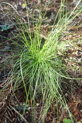 Deschampsia elongata