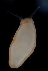 Amphibulimidae
