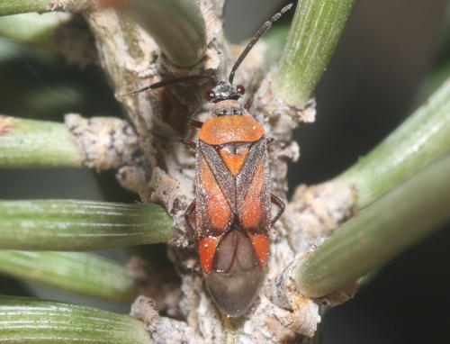 Largidea