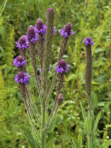 Image of Verbena macdougalii by (c) Alan Rockefeller, some rights reserved (CC BY)