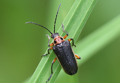 Brachysomida bivittata