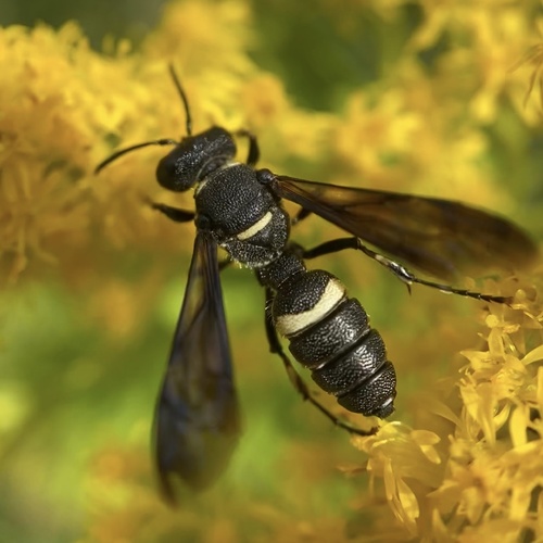 Smoky-winged Beetle Bandit Wasp photo 6