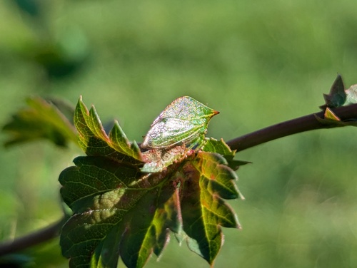 Stictocephala alta