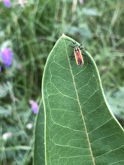 Leptopterna dolabrata