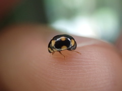 Brachiacantha decempustulata