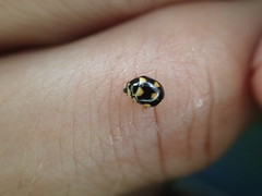 Brachiacantha decempustulata