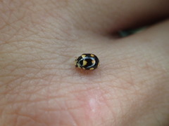 Brachiacantha decempustulata