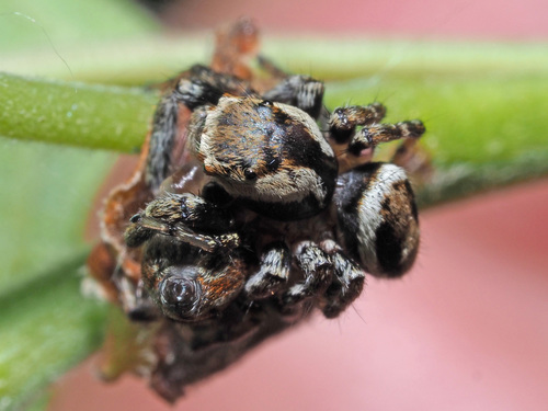 Blizgantysis Musėgaudis nuotrauka