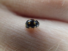 Brachiacantha decempustulata