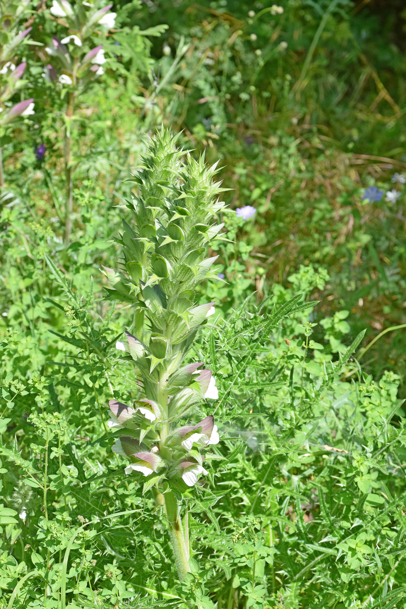Acanthus caroli