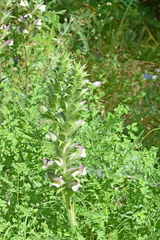 Acanthus spinosus