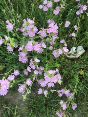 Malva
