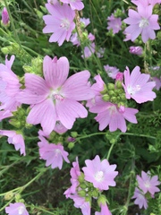 Malva