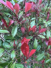 Photinia × fraseri