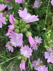 Malva