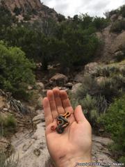 Diadophis punctatus regalis