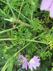 Malva