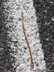 Diadophis punctatus regalis