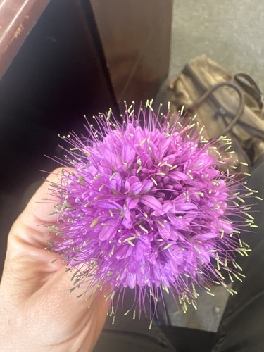 Rocky Mountain Beeplant